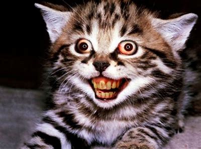 gato feio 3